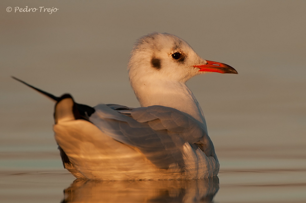 Gaviota reidora (Larus ridibundus)